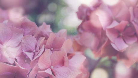 Amelie Vintage Co Hero