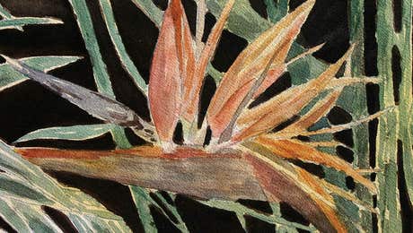 Bird of Paradise Art