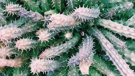 Cactus Art