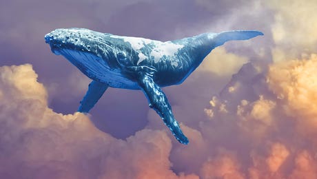 World Whale Watching by David Loblaw