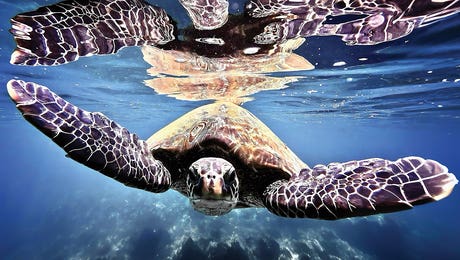 Diver Jerry Art