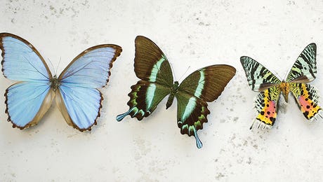 Butterflies Wall Art LP Hero