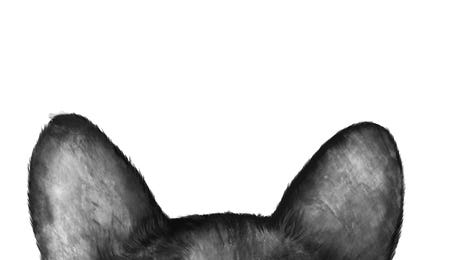 Animals Wall Art