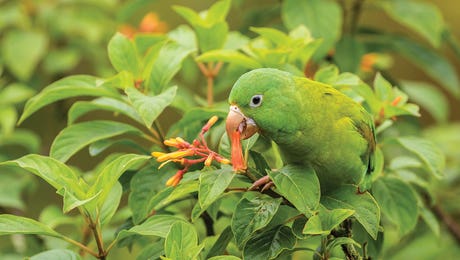 Parakeet Art Hero