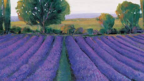 Lavender Art