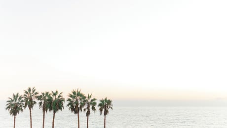 Palm Trees Wall Art