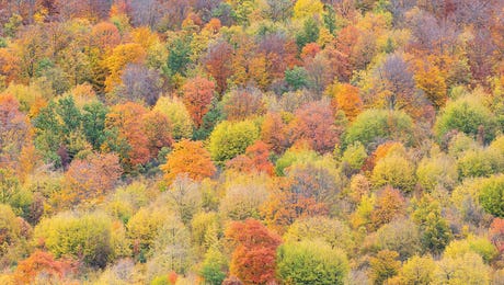 Mauro Battistelli Hero