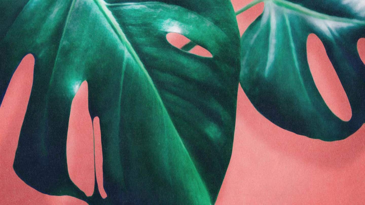 philodendron white stripe Philodendron Silver Stripe 8”