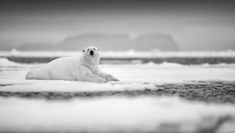Polar Bear Art