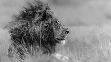 Lions Wall Art