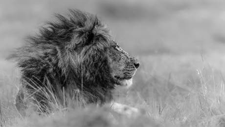 Lions Wall Art