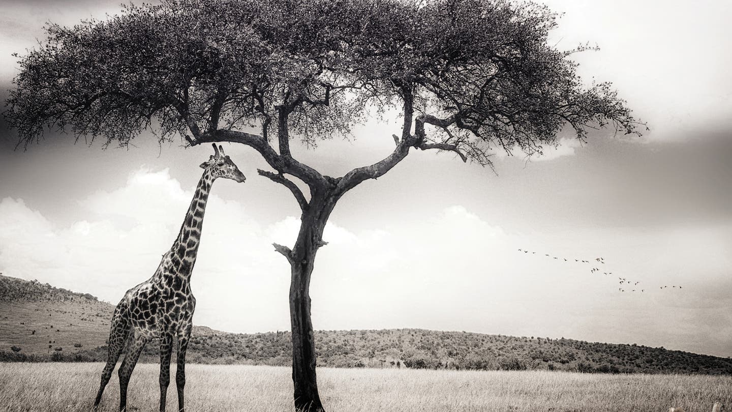 Wildlife sale page September
