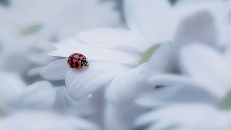 Ladybug Art