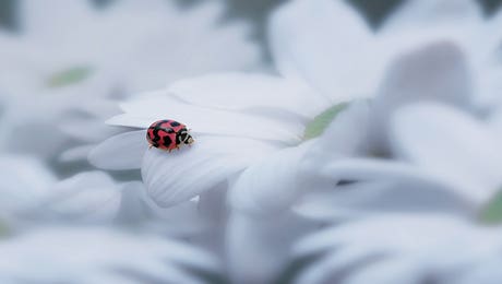 Ladybug Art