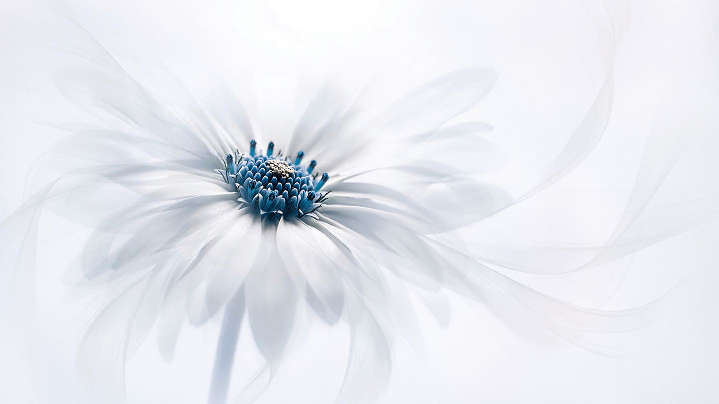 flowers sale page may