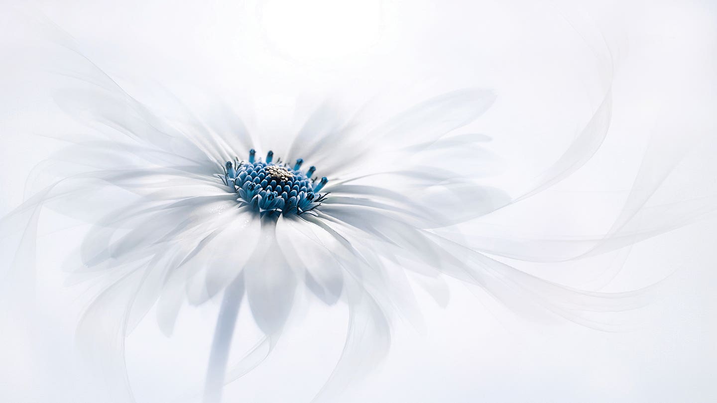 flowers sale page may