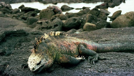 Marine Iguana Galapagos Islands by Panoramic Images