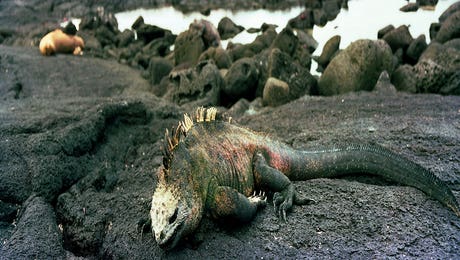 Marine Iguana Galapagos Islands by Panoramic Images