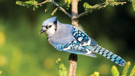Blue Jay (Cyanocitta cristata) in spruce tree. Marion County, Illinois by Richard & Susan Day