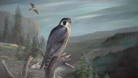Falcon Art