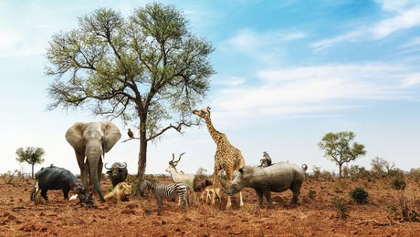 Africa Art