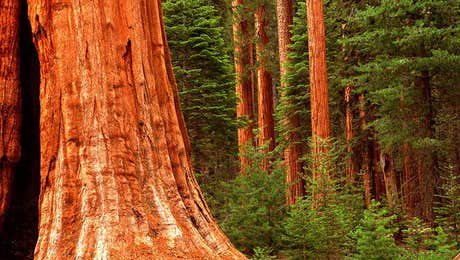 Sequoia National Park Art