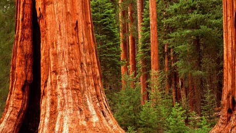 Sequoia National Park Art