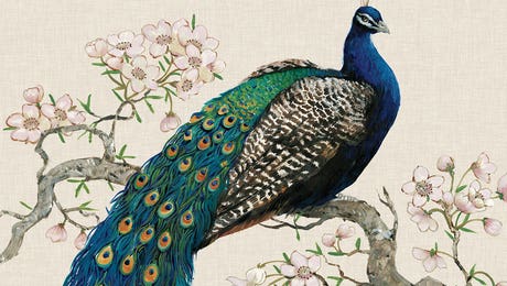 Peacock Wall Art