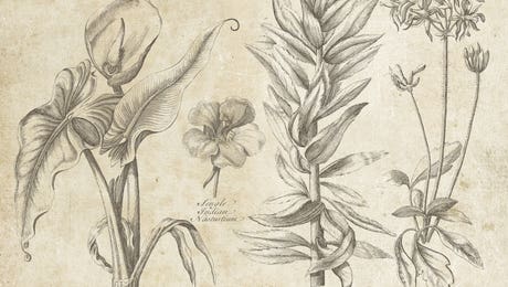 Vintage Botanical LP Hero