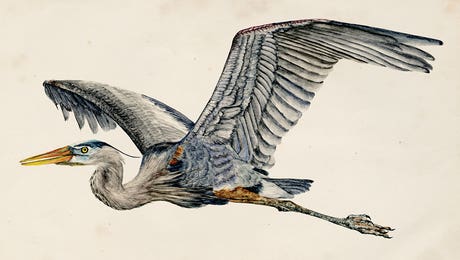 Vintage Animal Illustrations LP Hero