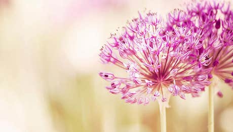 Allium Art