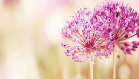 Allium Art