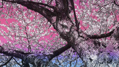 Almond Blossom Art