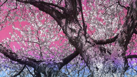 Almond Blossom Art