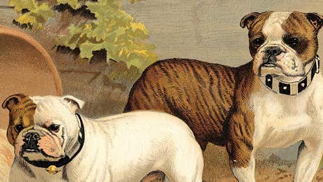 American Bulldogs