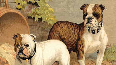 American Bulldogs