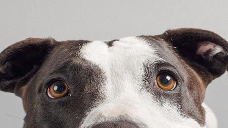 American Pit Bull Terriers
