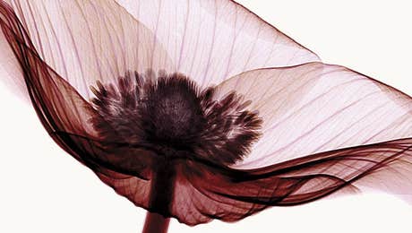 Anemone Art