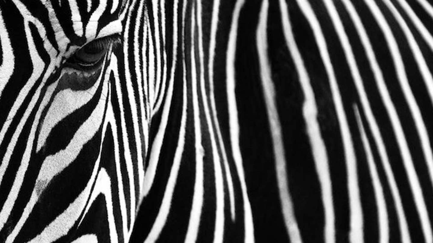 Animal Pattern Art: Canvas Prints & Wall Art | iCanvas