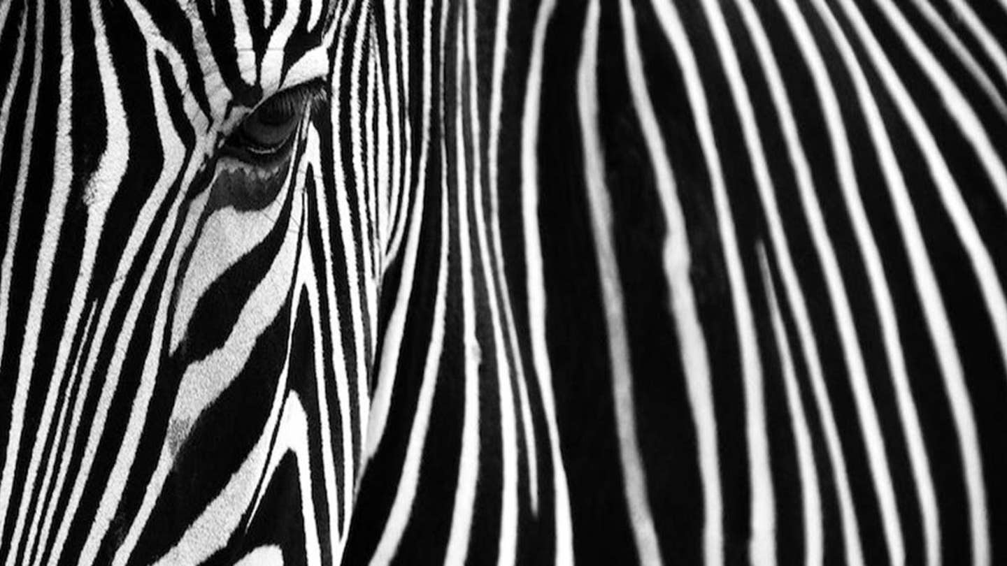 Animal Pattern Art: Canvas Prints & Wall Art | iCanvas