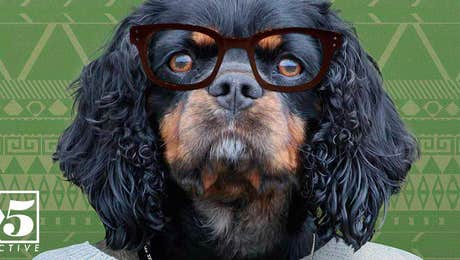 Animal Personalities