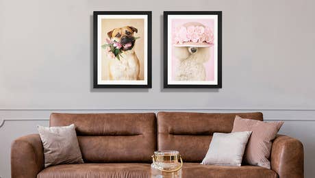 Animal & Pet Photography