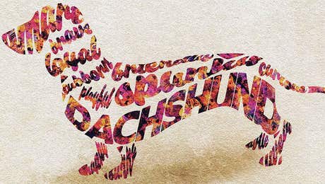 Animal Typography
