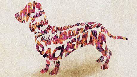 Animal Typography