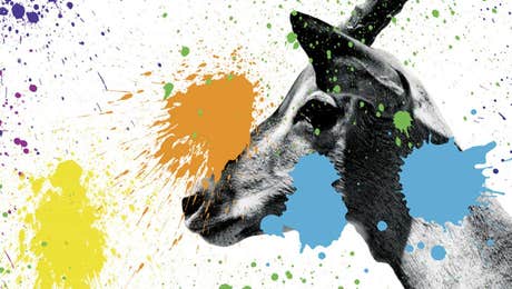 Antelope Art