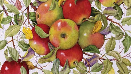 Apple Tree Art
