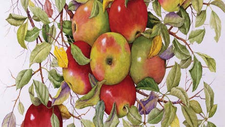 Apple Tree Art