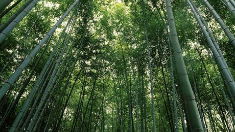 Arashiyama Bamboo Forest