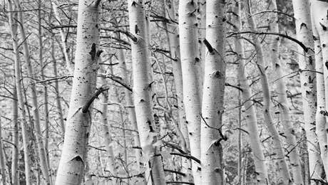 Aspen Tree Art