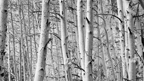 Aspen Tree Art